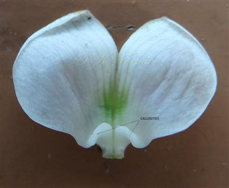  Vexillum